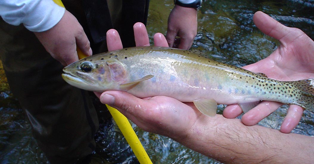 knrd fish research
