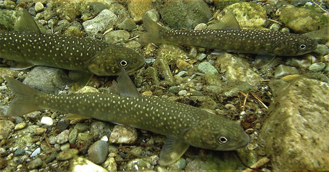 knrd fisheries