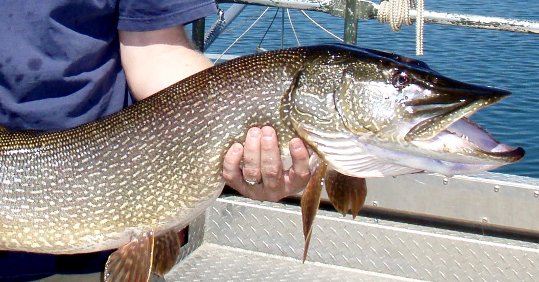 knrd northernpike